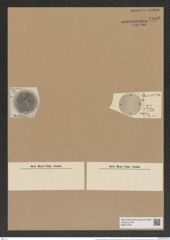 Aulacodiscus margaritaceus var. tener (Witt.) Rattr. (de-Toni-Nr.: Genus 182, Species 4515) Zeichnungen Sammlung Grunow Nr. 8100 (NHMW-BOT-W0377439)